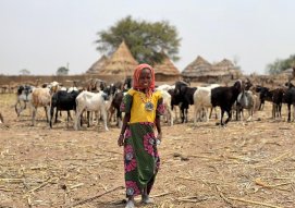 Nous avons sacrifié des animaux et les avons distribués au public dans la province de Mongo, au Tchad, en Afrique.